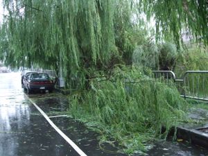 태풍 갈매기로 인하여 발생한 강풍으로 타이중시의 길 옆 가로수가 쓰러져 있다.