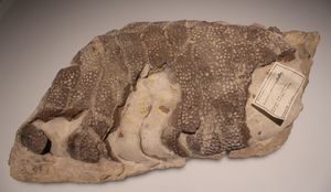 노르망디에서 발견된 T. cadomensis의 도르살 골판(NHMUK PV R 4207). 1914년부터 필드 자연사 박물관에 소장되어 있다.