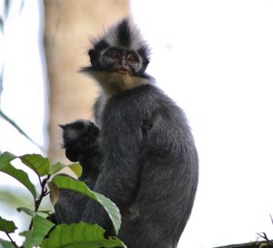 토마스잎원숭이 (Presbytis thomasi) 북수마트라 부킷 라왕