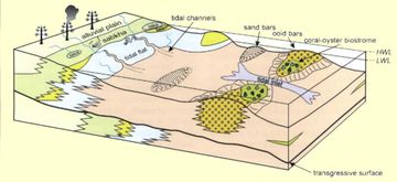 텐다구루 층의 일반적인 퇴적 환경HWL - 고수위선, LWL - 저수위선