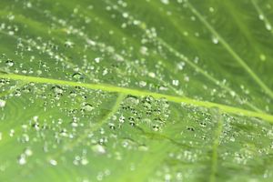 토란 잎은 소수성으로 잘 알려져 있다.