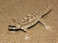 투구머리도마뱀붙이