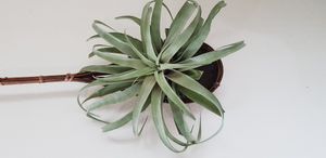 '틸란드시아 크세로그라피카'