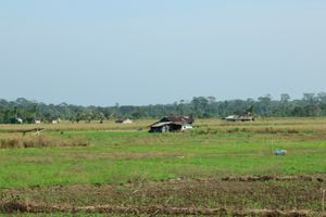 잘란 라부(Jalan Labu)를 따라 있는 농지