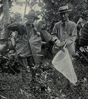 1920년 7월에 사이판에서 찍은 흑백 사진.칼라디움 잎 뒷면에 붙어 있는 수많은 파르툴라 달팽이들을 보여 주고 있다.