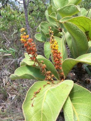  비르소니마 코콜로비폴리아는 트로시아 디마스의 숙주 식물이다.