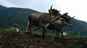 트루히요 주 감자 수확