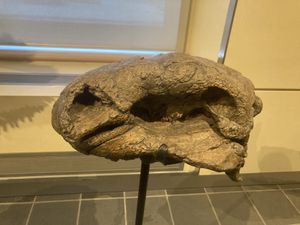 Left side view of holotype on display at Canadian Museum of Nature