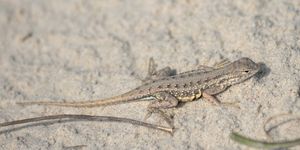 키일리스 귀 없는 도마뱀(Holbrookia propinqua) 수컷, 파드리 섬 국립 해안 (2022년 11월)