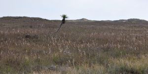파드리 섬 국립 해안의 초원에서 자라는 스페인 단검(Yucca treculeana) (2011년 11월 26일)