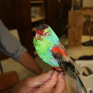 멸종된 파라다이스 앵무 (수컷)