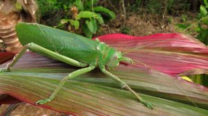Pseudophyllanax imperialis, 뒷날개 면적이 Gigatitan과 비슷한 현대의 메뚜기