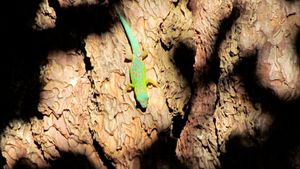 모리셔스의 나무에서 찍은 개체