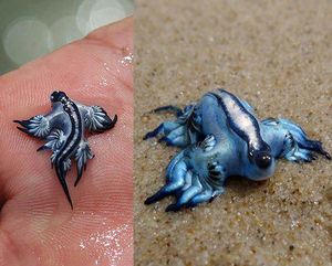 Glaucus atlanticus는 해변에서 물 밖으로 나와 붕괴된 상태의 파란갯민숭달팽이이며, 피부로 직접 만지면 포르투갈 고깔해파리에 의해 유발되는 증상과 유사한 고통스러운 쏘임을 유발할 수 있다.