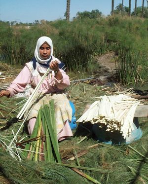 나일강 삼각주에서 파피루스를 수확하는 이집트 소녀