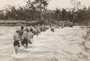 다약족이 발리엠 계곡의 강에서 인간 사슬을 형성하여 Archbold 탐험대원들이 건너갈 수 있게 했다