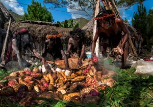돌 구이 의식 중인 파푸아 부족민들
