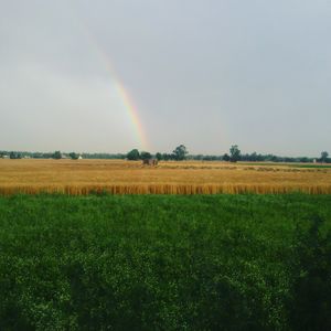 <b>펀자브의 황금빛과 푸른 들판