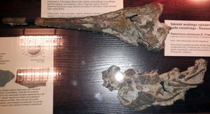 폴란드에서 발견된 두개골과 골격