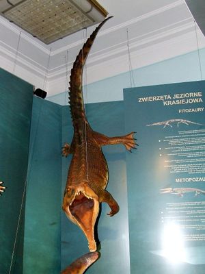 폴란드 유해를 기반으로 한 모형