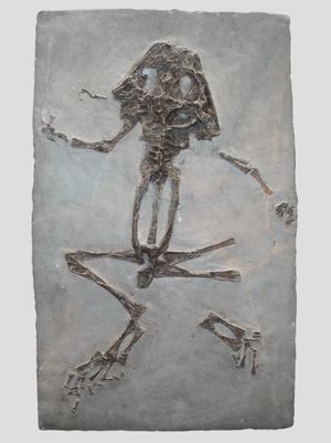 선사 시대 친척인 Latonia seyfriedii의 화석