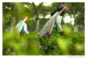 판차가르의 차밭 © Nazmul Hossain Nisad