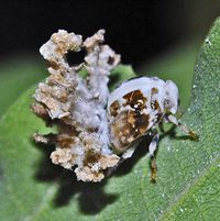 Ricania speculum의 약충