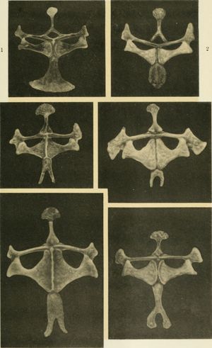다양한 하이퍼올리우스 개구리의 팔이음뼈: Phlyctimantis verrucosus, Cryptothylax greshoffii, Leptopelis calcaratus, Leptopelis anchietae, Leptopelis aubryi 및 Leptopelis brevirostris.