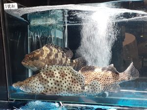 수족관의 혹등 그루퍼