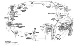 패랭이우산이끼의 일반적인 생활사