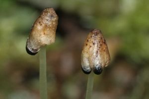 Conocephalum conicum의 포자체(검은색)가 우산 모양의 자루가 있는 암수딴그루에 매달려 있다.