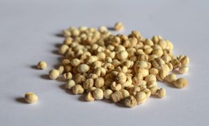 F. cirrhosa의 말린 구근