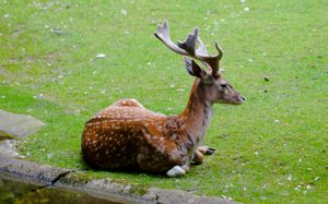 풀밭에 누워있는 페르시아 다마사슴 수컷
