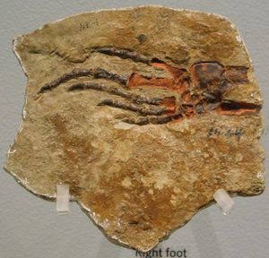 표본 KUVP 1424, 페트롤라코사우루스의 모식 표본 역할을 하는 발 화석