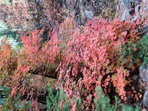 시 캐니언 트레일의 가을 색상