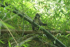로와차라 국립공원의 대나무 숲에서 휴식을 취하는 페이어잎원숭이