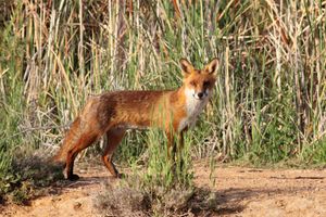 평원쥐의 흔한 포식자인 유럽 붉은 여우(Vulpes vulpes). 호주 뉴사우스웨일스주 카르겔리고 호수에서 촬영(2012년 1월 3일).