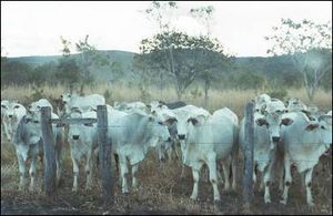 포르모사 인근 농장의 제부 소