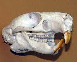 펠청서의 두개골