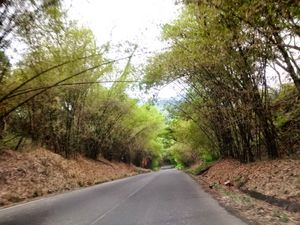 포르투게사주 시골길