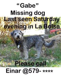 잃어버린 반려동물을 찾는 일반적인 게시물