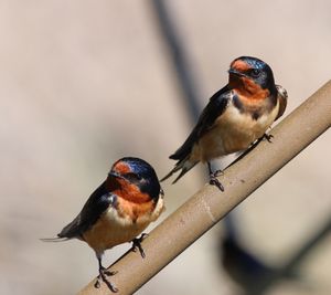 귀제비 (Hirundo rustica)가 2010년 5월 포인트 필리 국립공원에 있다