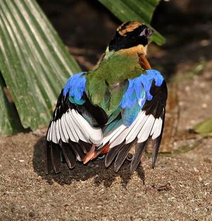 날개를 펼치고 햇볕을 쬐는 모습