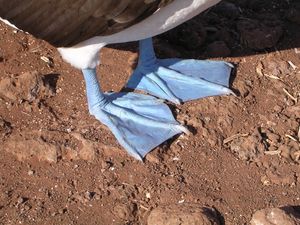 다리 및 발 상세