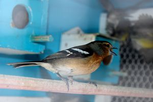 사육된 수컷 되새