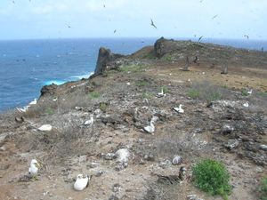 Oahu의 식물이 비교적 없는 지역의 번식지