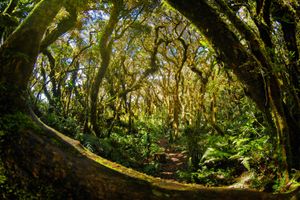 풀라그산의 이끼 숲