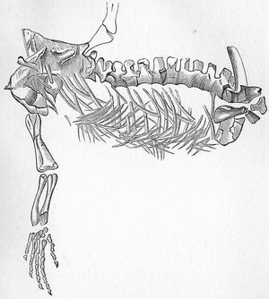 프로토로사우루스의 골격 스케치