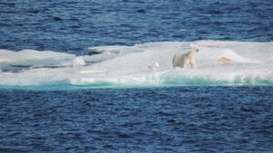 북극곰이 2019년 9월 프린스오브웨일스섬 동쪽 프랭클린 해협의 유빙 위에 있는 모습; 피 묻은 흔적은 먹잇감이 유빙 위로 끌려갔음을 보여준다.