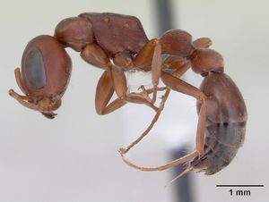 P. denticollis